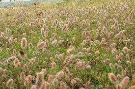 Attēlu rezultāti vaicājumam “Trifolium arvense fruit”