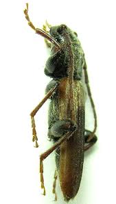 Attēlu rezultāti vaicājumam “Tetropium fuscum”