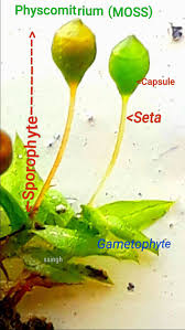 Attēlu rezultāti vaicājumam “Brachythecium salebrosum sporophyte”