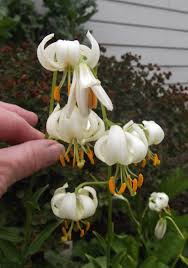 Attēlu rezultāti vaicājumam “Lilium martagon bud”