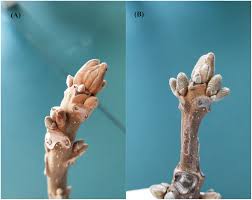 Attēlu rezultāti vaicājumam “Juglans mandshurica female flower”