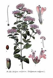 Image result for Origanum vulgare
