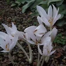 Image result for Herbstzeitlose