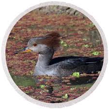 Attēlu rezultāti vaicājumam “Mergus merganser female”