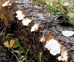 Attēlu rezultāti vaicājumam “Heterobasidion parviporum”