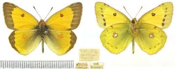 Attēlu rezultāti vaicājumam “Colias palaeno male”