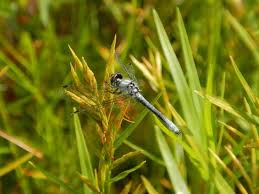 Attēlu rezultāti vaicājumam “Dianema nivale macro”