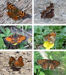 Attēlu rezultāti vaicājumam “Boloria eunomia upperside”