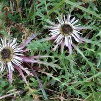 Attēlu rezultāti vaicājumam “Carlina biebersteinii fruit”