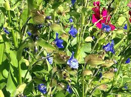 Attēlu rezultāti vaicājumam “Commelina coelestis”