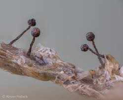 Attēlu rezultāti vaicājumam “Licea testudinacea macro”