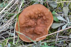 Attēlu rezultāti vaicājumam “Discina perlata”