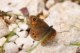 Attēlu rezultāti vaicājumam “Lasiommata petropolitana upperside”