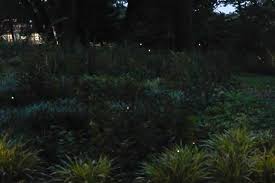 Image result for Fareham Fireflys Yc