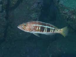 Image result for Serranus atricauda