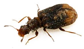 Attēlu rezultāti vaicājumam “Latridiidae”