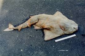 Image result for Squatina squatina