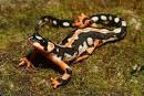 What Are Salamanders? - Save The Salamanders