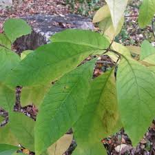Attēlu rezultāti vaicājumam “Chionanthus virginicus leaf”