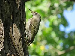 Attēlu rezultāti vaicājumam “Picus canus female”