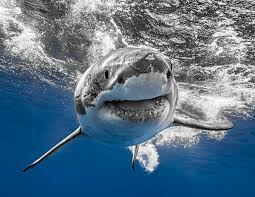 Image result for Chichester Sharks