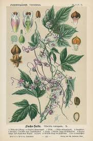 Attēlu rezultāti vaicājumam “Cuscuta europaea flower”