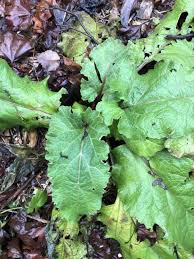 Attēlu rezultāti vaicājumam “Arctium lappa leaf”