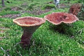 Attēlu rezultāti vaicājumam “Onnia tomentosa”