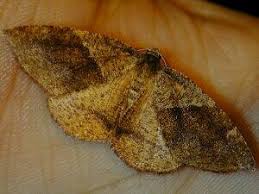 Attēlu rezultāti vaicājumam “Plagodis pulveraria”