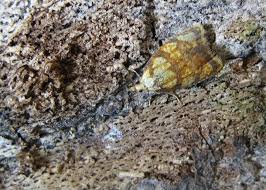 Attēlu rezultāti vaicājumam “Acleris bergmanniana”