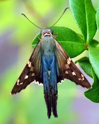 Attēlu rezultāti vaicājumam “Hesperiidae”