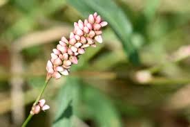 Attēlu rezultāti vaicājumam “Persicaria maculosa leaf”