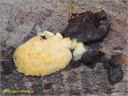 Attēlu rezultāti vaicājumam “Amaurochaete atra”