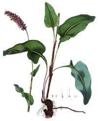 Attēlu rezultāti vaicājumam “Bistorta major leaf”