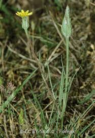 Attēlu rezultāti vaicājumam “Scapania mucronata”