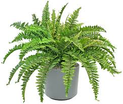 Image result for НЕФРОЛЕПИС (Nephrolepis