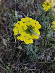 Attēlu rezultāti vaicājumam “Erysimum hieracifolium leaf”