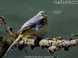 Attēlu rezultāti vaicājumam “Motacilla cinerea”