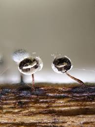 Attēlu rezultāti vaicājumam “Didymium bahiense”