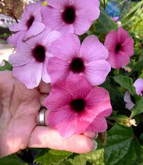 Image result for Thunbergia alata