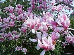 Attēlu rezultāti vaicājumam “Magnolia x soulangeana”
