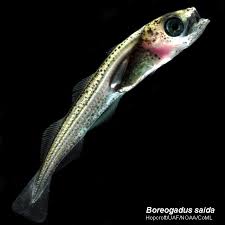 Image result for Boreogadus saida