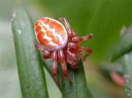 Attēlu rezultāti vaicājumam “Araniella”