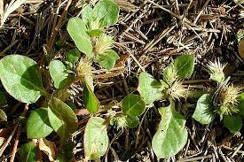 Attēlu rezultāti vaicājumam “Amaranthaceae”