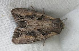 Attēlu rezultāti vaicājumam “Lacanobia suasa”