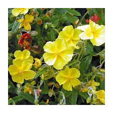 Attēlu rezultāti vaicājumam “Helianthemum nummularium fruit”