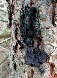 Attēlu rezultāti vaicājumam “Amaurochaete sp.”