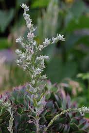 Attēlu rezultāti vaicājumam “Filago arvensis”