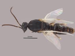 Attēlu rezultāti vaicājumam “Polypogon tentacularius male”