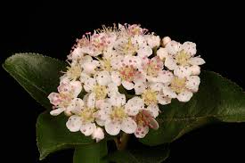 Attēlu rezultāti vaicājumam “x Sorbaronia fallax”